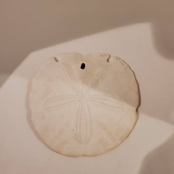 Vintage Keyhole Sand Dollar Seashell 5.5'' Wedding Beach Decor - Picture 2 of 6